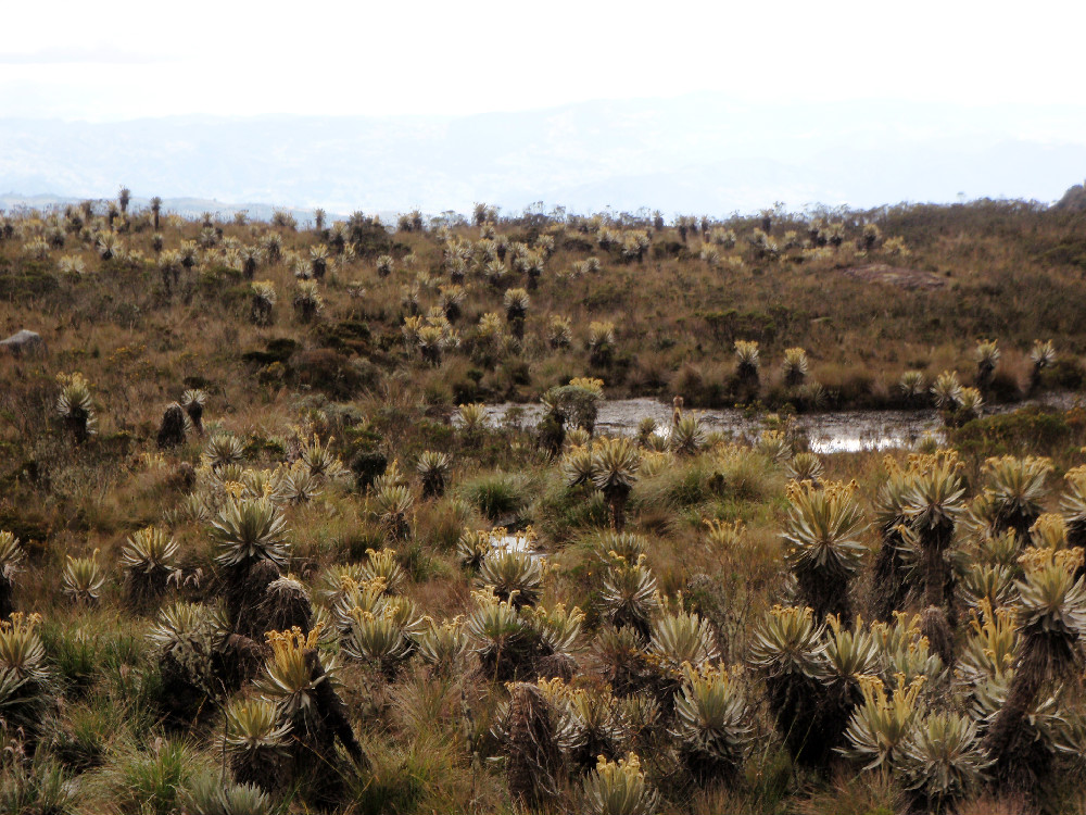 laguna de iguaque paramo boyaca villa de leyva