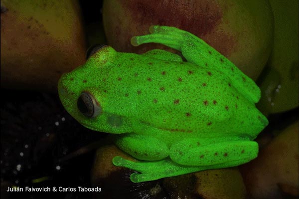 rana arbórea de puntos (Hypsiboas punctatus)