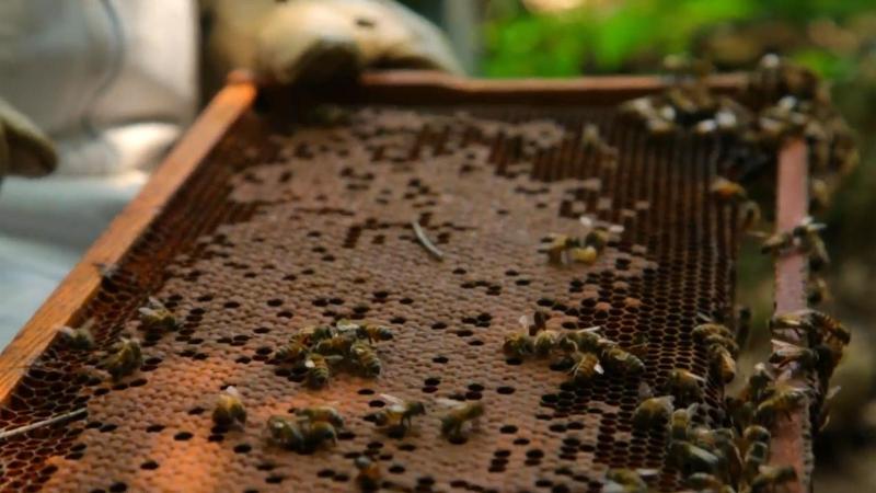 cultivando abejas en carmen de bolivar cooapomiel