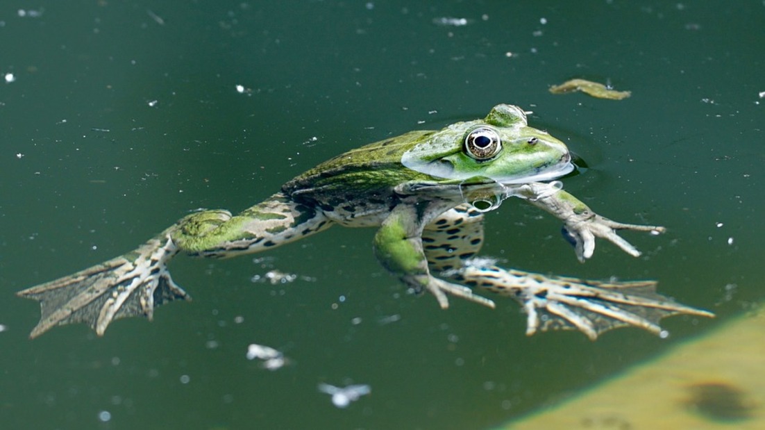 La amenza del cambio climático contra la biodiversidad