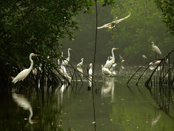 Precio al silencio: Ciénaga La Caimanera en Coveñas Sucre. Fotografía de Luis Orlando Aristizábal Gaviria cortesía de FONTUR