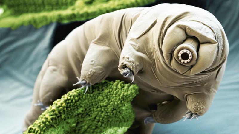 tardígrado tardígrados tardigrade tardigrades micro