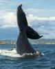 El gigante del mar. Ballenas en Bahía Málaga (Valle del Cauca), fotografía de Mateo Felipe Matiz Carvallo usada por cortesía de FONTUR